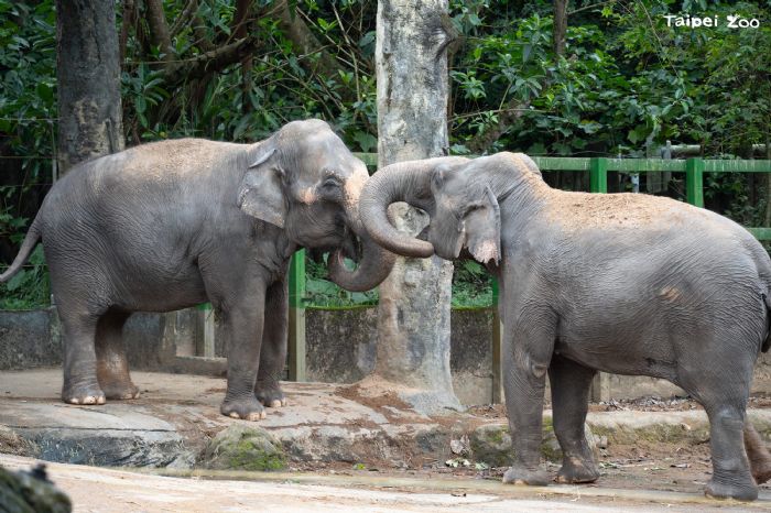 與象同行四十載！臺北市立動物園熱帶雨林區升級啟動，為亞洲象打造更友善新家園